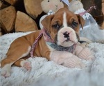 Small Photo #3 Boxer Puppy For Sale in HONEY BROOK, PA, USA