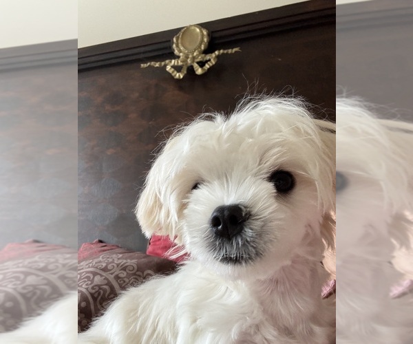 Medium Photo #1 Maltese Puppy For Sale in HARVEST, AL, USA