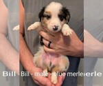 Small #6 Australian Shepherd