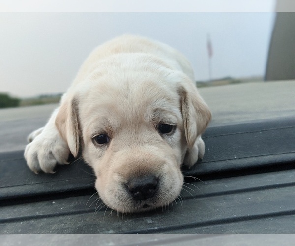 Medium Photo #10 Labrador Retriever Puppy For Sale in EATON, CO, USA