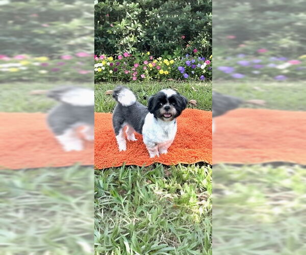 Medium Photo #8 Shih Tzu Puppy For Sale in Weston, FL, USA