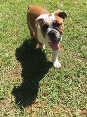 English Bulldogge Puppy for sale in JACKSONVILLE, FL, USA