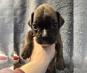 Boxer Puppy for sale in LANSING, MI, USA