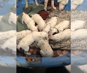 Dalmatian Puppy for sale in BERKLEY, IA, USA
