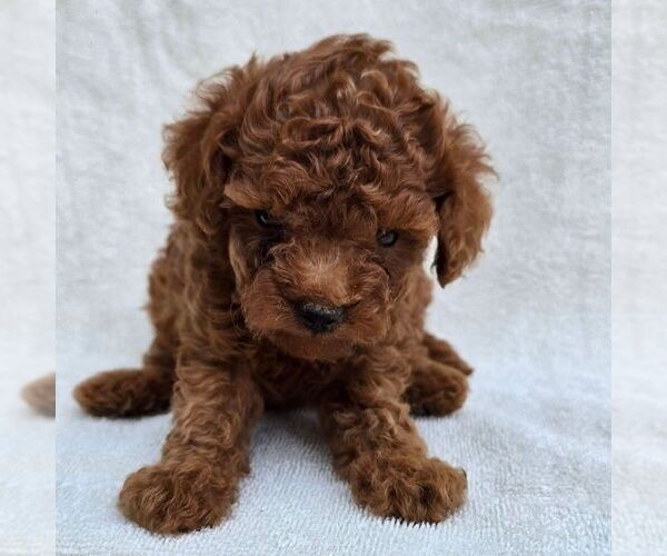 Medium Photo #1 Poodle (Toy) Puppy For Sale in CHARLOTTE HALL, MD, USA