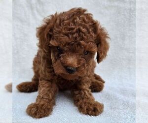 Poodle (Toy) Puppy for sale in CHARLOTTE HALL, MD, USA