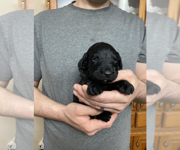 Medium Photo #3 Goldendoodle Puppy For Sale in WEAVERVILLE, NC, USA