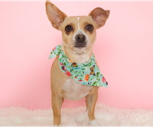 Chihuahua-Unknown Mix Dogs for adoption in Phoenix, AZ, USA