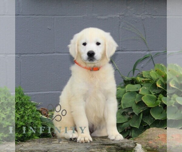 Medium Photo #4 English Cream Golden Retriever Puppy For Sale in CHRISTIANA, PA, USA