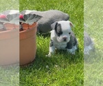 Small Photo #16 French Bulldog Puppy For Sale in HELENA, MT, USA