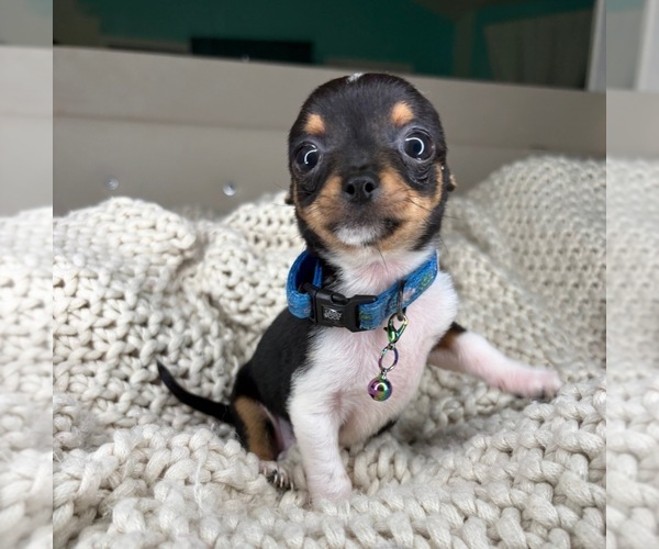 Medium Photo #5 Chihuahua Puppy For Sale in CHARLOTTE, NC, USA