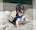 Small #4 Chihuahua