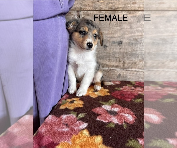 Medium Photo #5 Miniature Australian Shepherd-Mutt Mix Puppy For Sale in VERMONTVILLE, MI, USA