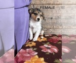 Small #4 Miniature Australian Shepherd-Mutt Mix
