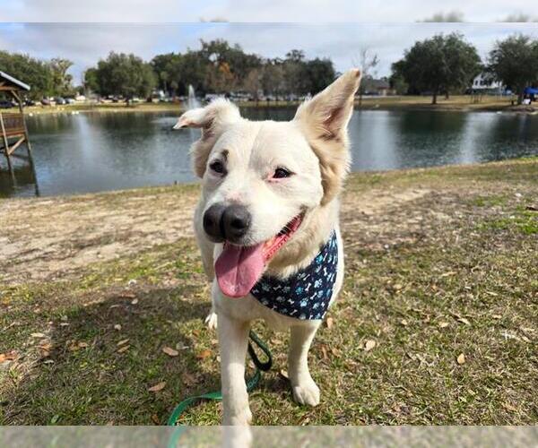 Medium Photo #3 Australian Retriever Puppy For Sale in Ocala, FL, USA