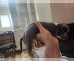 Small #1 Mutt