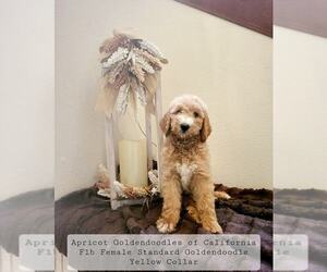 Goldendoodle Puppy for Sale in YORBA LINDA, California USA