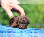 Small #7 Poodle (Toy)