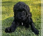 Small Photo #4 Goldendoodle Puppy For Sale in HICKORY, NC, USA