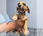 Small #1 Mutt