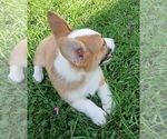 Small #3 Pembroke Welsh Corgi