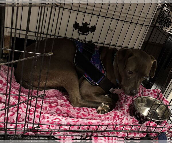 Medium Photo #5 American Pit Bull Terrier-Labrador Retriever Mix Puppy For Sale in Holly Springs, NC, USA