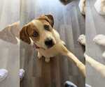 Small #4 American Pit Bull Terrier Mix