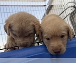 Small #19 Golden Labrador