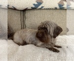 Small Photo #1 Shorkie Tzu Puppy For Sale in SELLERSBURG, IN, USA