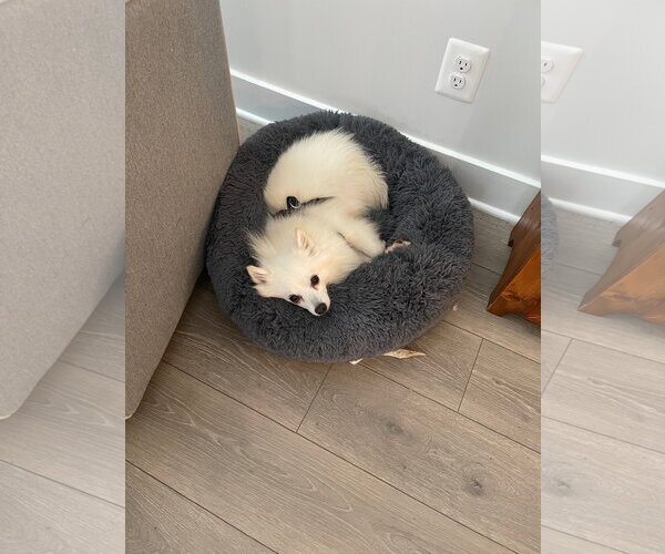 Medium Photo #3 American Eskimo Dog Puppy For Sale in Pikesville, MD, USA