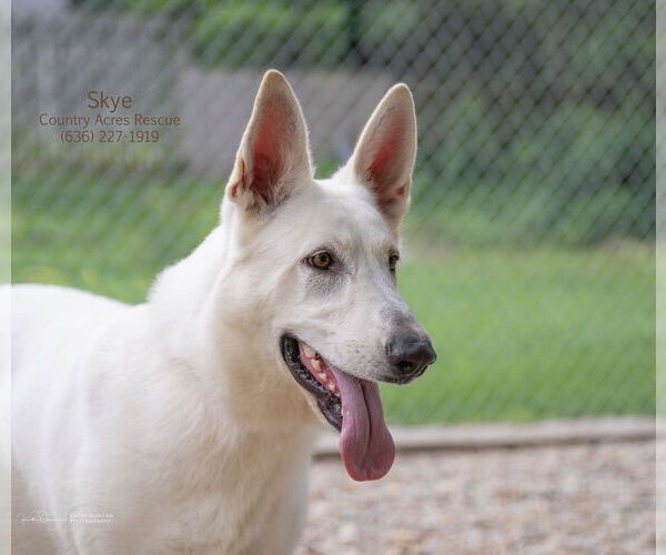 Medium Photo #1 German Shepherd Dog Puppy For Sale in Manchester, MO, USA