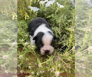 Boston Terrier Puppy for sale in FREDONIA, KS, USA