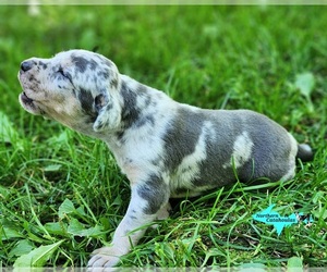 Catahoula Leopard Dog Puppy for sale in MORAN, MI, USA