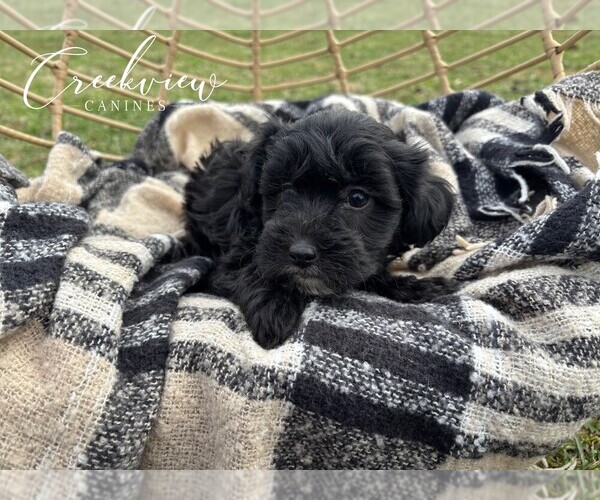Medium Photo #20 Havapoo Puppy For Sale in NIANGUA, MO, USA