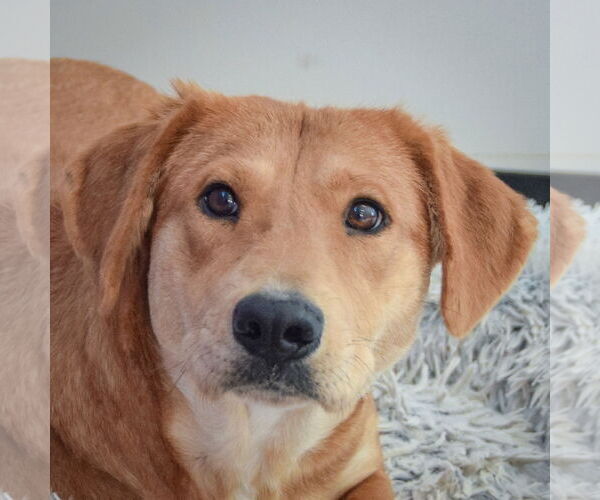 Medium Photo #5 Basset Hound-Unknown Mix Puppy For Sale in Huntley, IL, USA