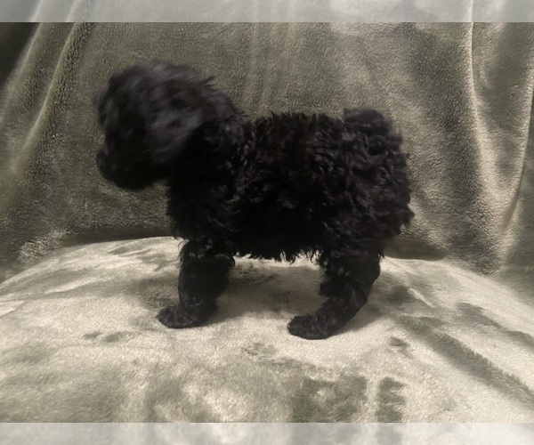 Medium Photo #1 Poodle (Toy) Puppy For Sale in EUDORA, KS, USA
