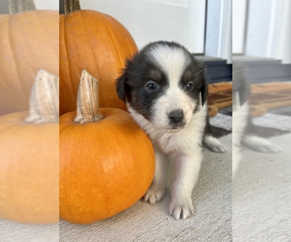 Medium Photo #4 Australian Shepherd Puppy For Sale in LODA, IL, USA