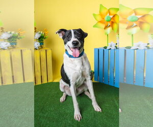 Bubbie - Male Mutt Dog for Adoption - Photo #4