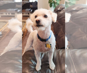 Maltipoo Dogs for adoption in Imperial Beach, CA, USA
