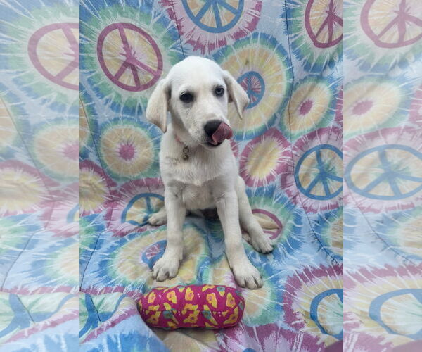 Medium Photo #3 Labrenees Puppy For Sale in New London, WI, USA