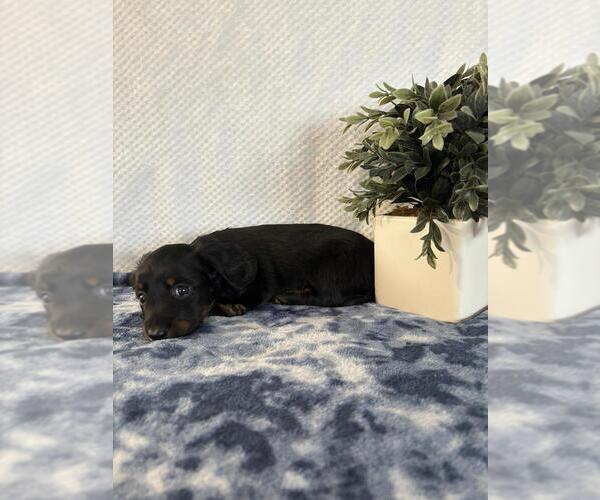 Medium Photo #1 Dachshund Puppy For Sale in LOOGOOTEE, IN, USA