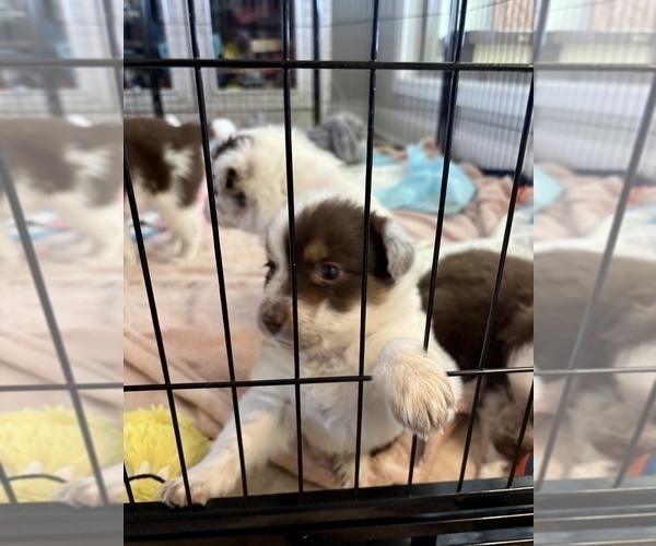 Medium Photo #24 Border Collie Puppy For Sale in MARYVILLE, TN, USA