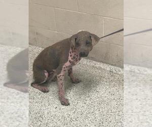Mutt Dogs for adoption in Conroe, TX, USA