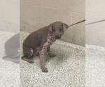 Small Mutt