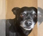 Small #3 Chihuahua Mix