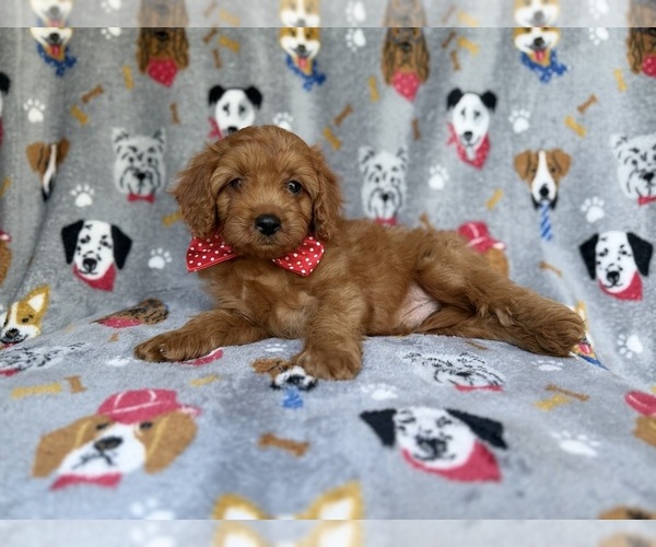 Medium Photo #7 Cavapoo (Miniature) Puppy For Sale in LAKELAND, FL, USA