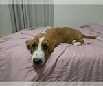 Puppy Fern Basset Hound