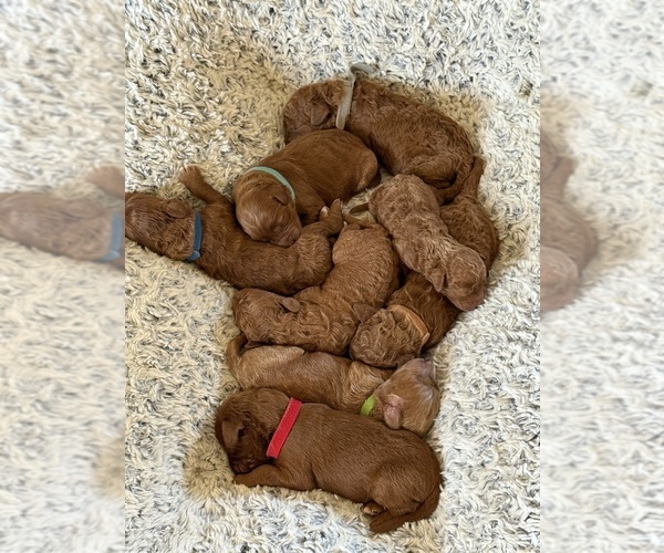 Medium Photo #4 Goldendoodle (Miniature) Puppy For Sale in RIVERSIDE, CA, USA