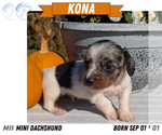 Small #12 Dachshund