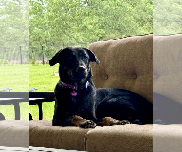 Medium Photo #11 Labrador Retriever-Unknown Mix Puppy For Sale in Fort Worth, TX, USA
